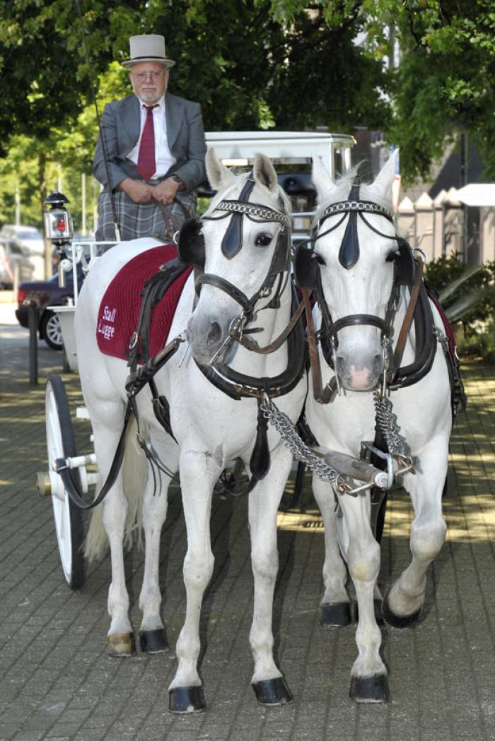 Hochzeitskutsche mit weißen Pferden